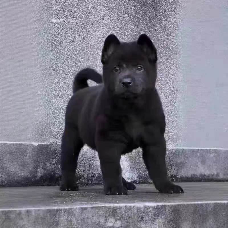犬舍直销批发价格出售土松犬
